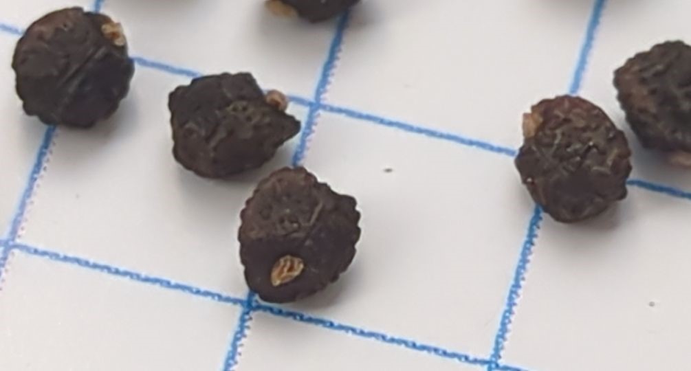 埼玉県三郷市で採集した Euphorbia davidii 相当個体の成熟種子9粒を、青い5mm方眼紙上に並べた俯瞰写真。中央下の一粒に淡色の種阜がはっきり残っている