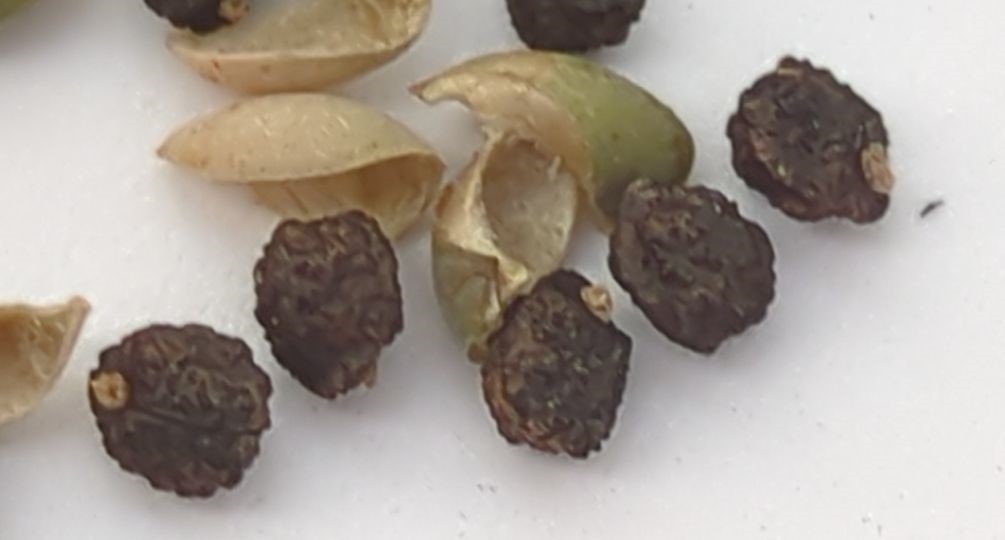埼玉県三郷市で採集した Euphorbia davidii 相当個体の成熟種子7粒と、種子が離脱した直後の裂開した蒴果殻および未裂開の緑色蒴果の超接写。種子の表面彫刻と種阜、蒴果内壁の質感が同一視野内に写り込む