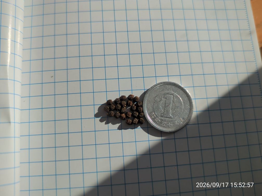 埼玉県三郷市で採集した Euphorbia davidii 相当個体の成熟種子群を、直径20mmの1円硬貨と並べて5mm方眼紙上に配置した俯瞰写真。種子1粒の大きさが硬貨と比較して視認できる